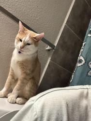 Lost Male Cat last seen Mississippi & Troy, Aurora, CO 80012