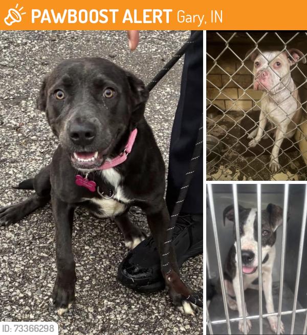 Found/Stray Unknown Dog last seen Gary Animal Control, Gary, IN 46402