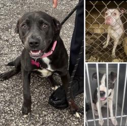 Found/Stray Unknown Dog last seen Gary Animal Control, Gary, IN 46402
