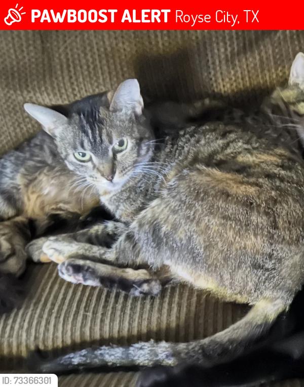 Lost Female Cat last seen Northfork Rd and FM 552, Royse City, TX 75189