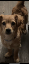 Lost Male Dog last seen Stonewall cove and stonewall road, Wylie, TX 75098