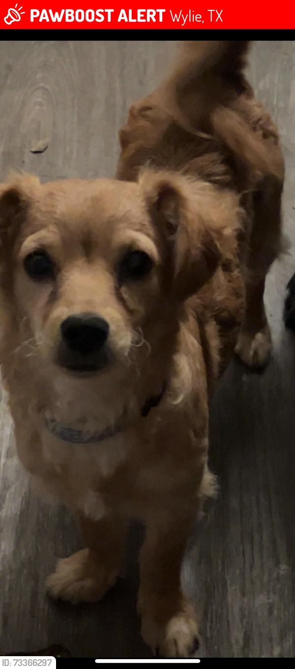 Lost Male Dog last seen Stonewall cove and stonewall road, Wylie, TX 75098
