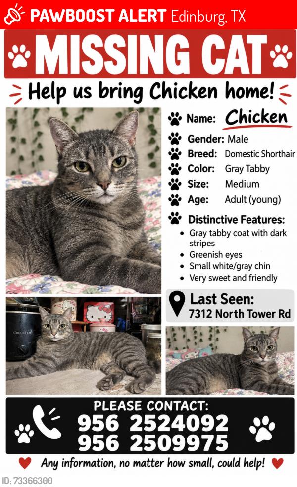 Lost Male Cat last seen Near north tower rd neighborhood, Edinburg, TX 78542