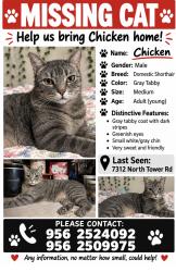 Lost Male Cat last seen Near north tower rd neighborhood, Edinburg, TX 78542