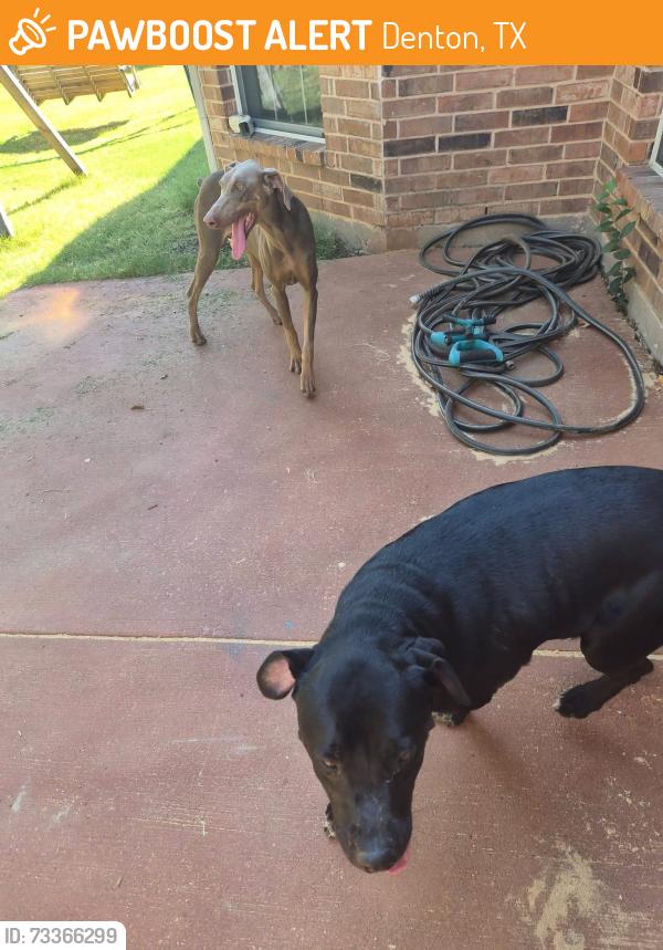 Found/Stray Unknown Dog last seen The preserves at pecan creek, Denton, TX 76201