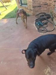Found/Stray Unknown Dog last seen The preserves at pecan creek, Denton, TX 76201