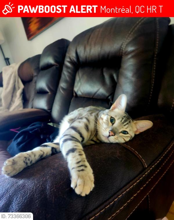 Lost Male Cat last seen Clément, Montréal, QC H8R 1T4