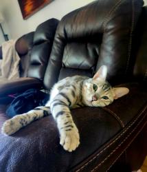 Lost Male Cat last seen Clément, Montréal, QC H8R 1T4