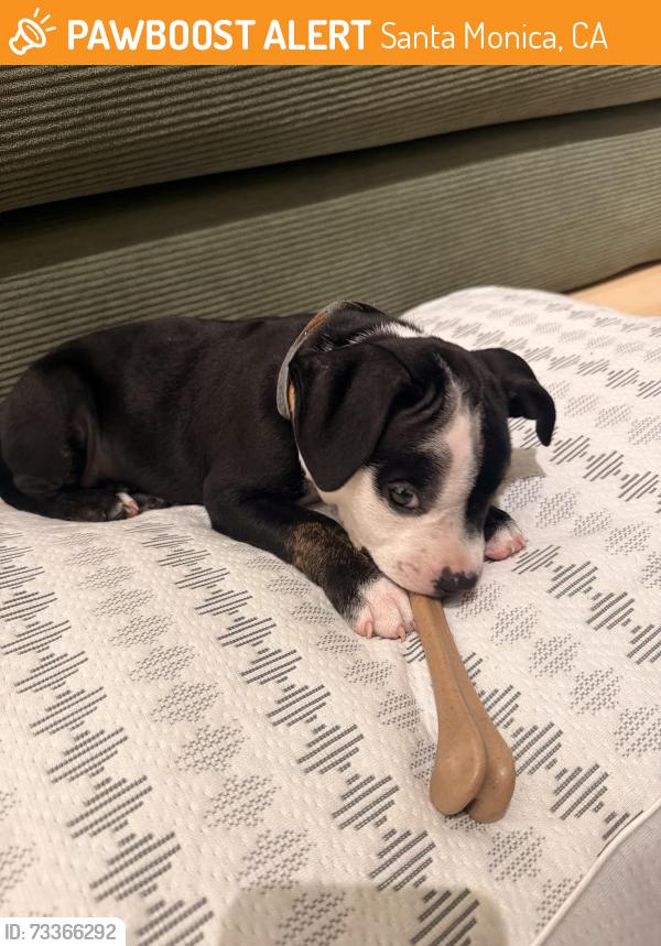 Found/Stray Male Dog last seen Sea Castle apmts, Santa Monica, CA 90401