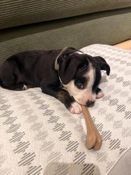 Found/Stray Male Dog last seen Sea Castle apmts, Santa Monica, CA 90401