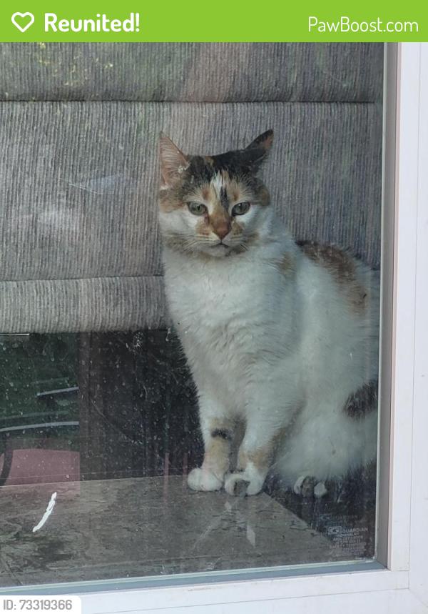 Reunited Female Cat last seen Hale and Trafalgar, London, ON N5W 1N7