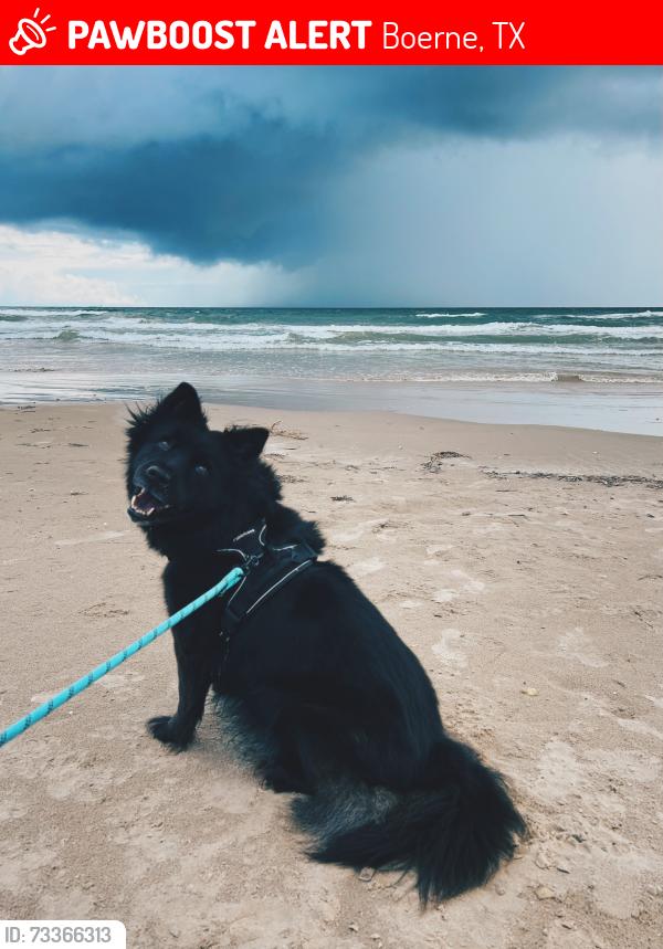 Lost Female Dog last seen Rolling Crk, Boerne, Boerne, TX 78006