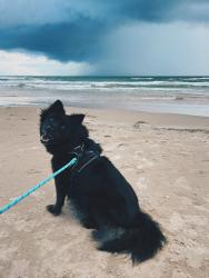 Lost Female Dog last seen Rolling Crk, Boerne, Boerne, TX 78006