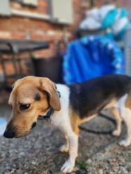 Found/Stray Male Dog last seen I-430, Little Rock, AR 72204