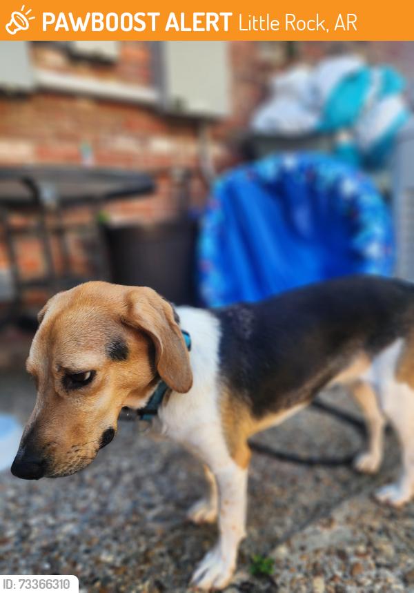 Found/Stray Male Dog last seen I-430, Little Rock, AR 72204