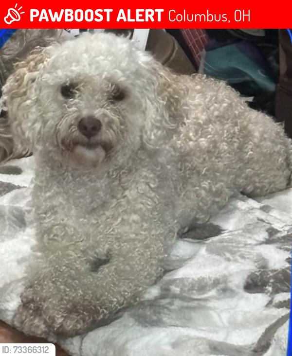 Lost Male Dog last seen Thurell rd and Almont dr or Ilo dr, Columbus, OH 43229