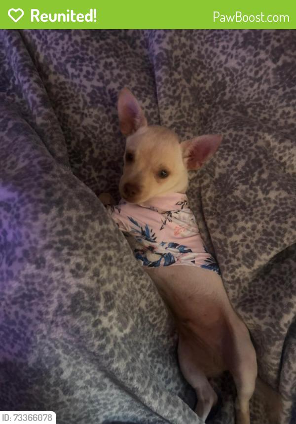 Reunited Male Dog last seen Holly/willow, Rialto, CA 92376