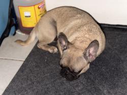 Reunited Female Dog last seen Zarzamora & El Paso, San Antonio, TX 78207