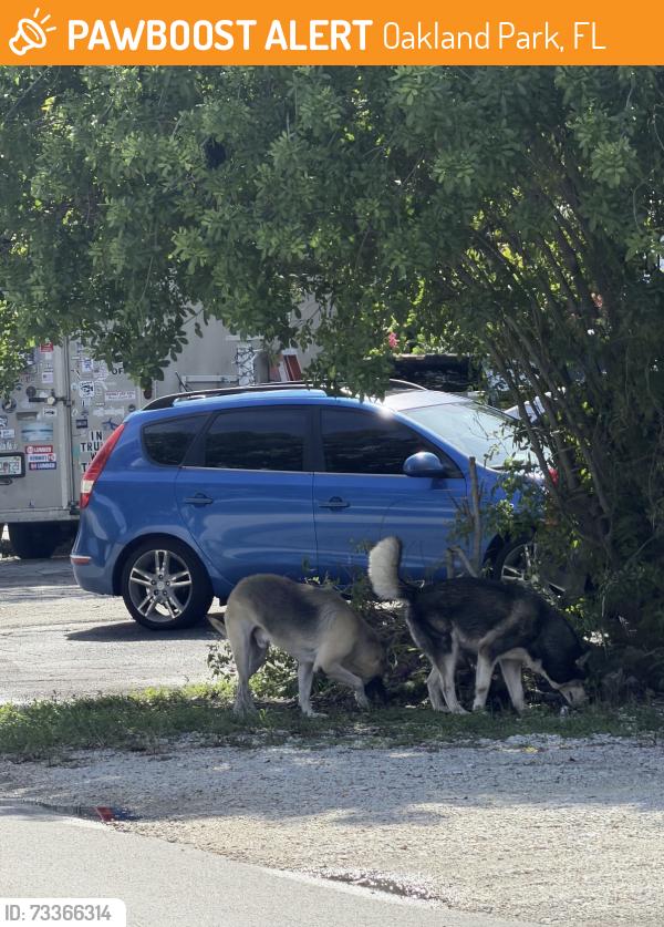 Found/Stray Unknown Dog last seen 39th St and 10 Ave, Oakland Park, FL 33334