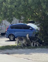 Found/Stray Unknown Dog last seen 39th St and 10 Ave, Oakland Park, FL 33334