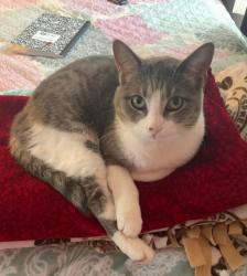 Lost Female Bird last seen Manitowoc and 6th, Menasha, WI 54952