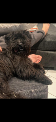 Reunited Female Dog last seen Near village pine dr, San Diego, CA 92173