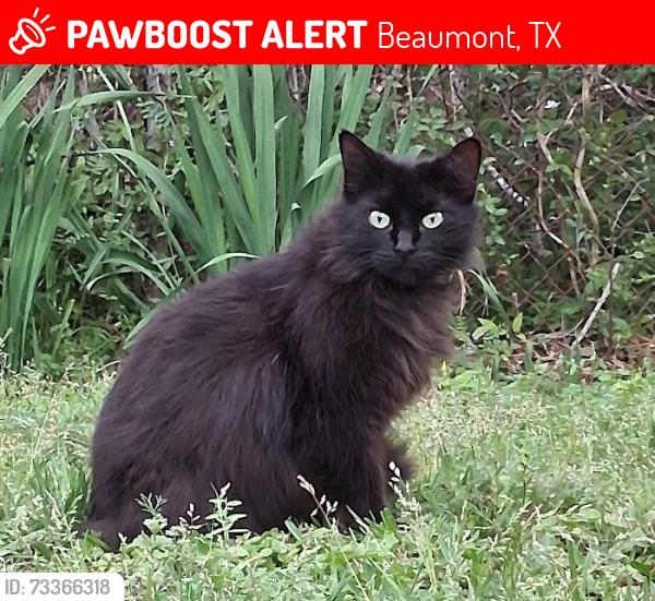 Lost Female Cat last seen Bob and Lucille St, Beaumont, TX 77705
