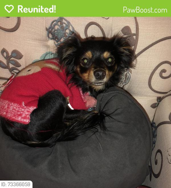 Reunited Female Dog last seen Willow/Holly, Rialto, CA 92376