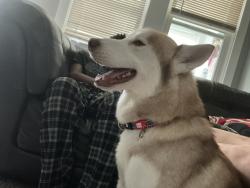 Reunited Male Dog last seen Lalor st Dunn school, Hamilton Township, NJ 08610