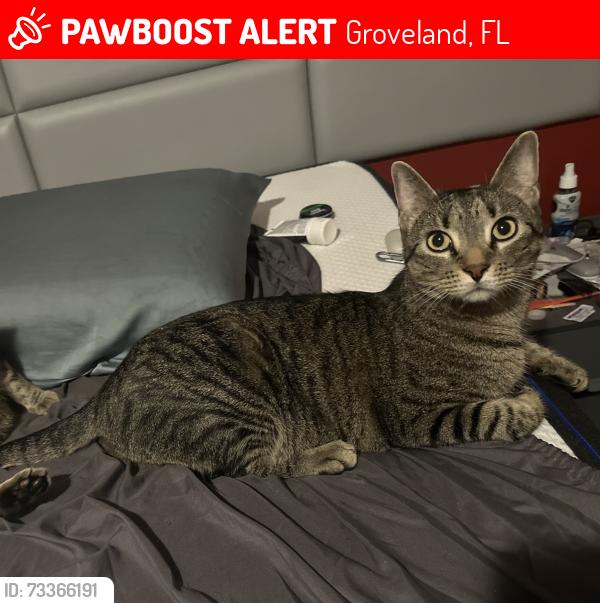 Lost Male Cat last seen Windsong Community in Leesburg across from First Baptist Church, Groveland, FL 34737