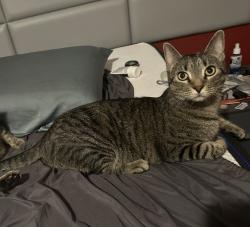 Lost Male Cat last seen Windsong Community in Leesburg across from First Baptist Church, Groveland, FL 34737