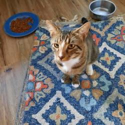 Found/Stray Male Cat last seen Hwy 80 and CR 2680, Wood County, TX 75765