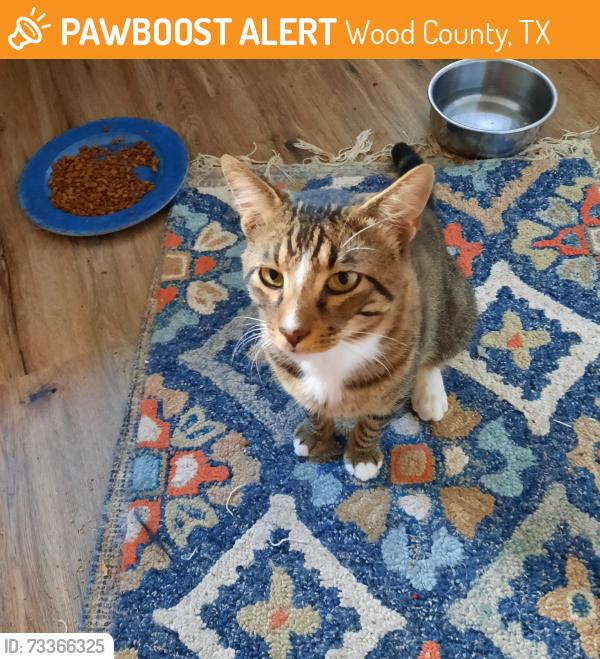 Found/Stray Male Cat last seen Hwy 80 and CR 2680, Wood County, TX 75765