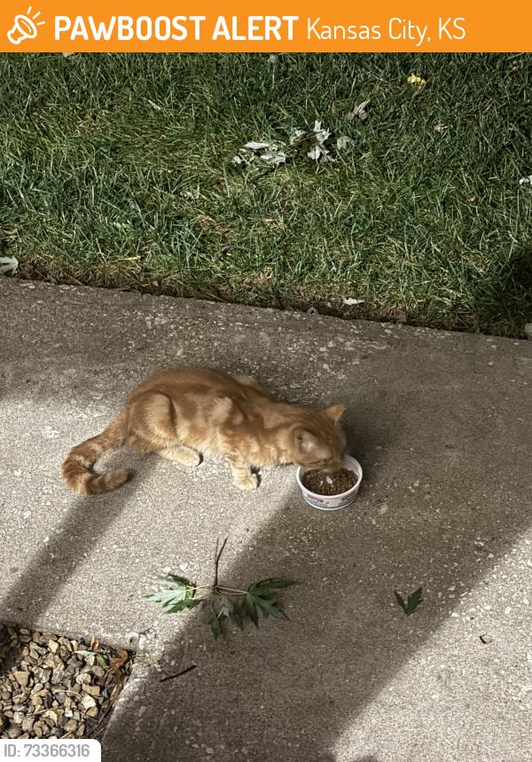 Found/Stray Male Cat last seen 52nd Terrace & Lakewood Ave, Kansas City, KS 66106