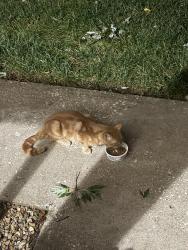 Found/Stray Male Cat last seen 52nd Terrace & Lakewood Ave, Kansas City, KS 66106