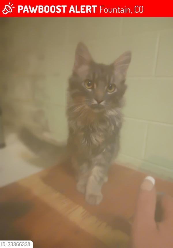 Lost Male Cat last seen Santa fe, Fountain, CO 80817