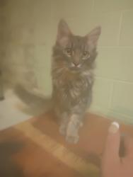 Lost Male Cat last seen Santa fe, Fountain, CO 80817