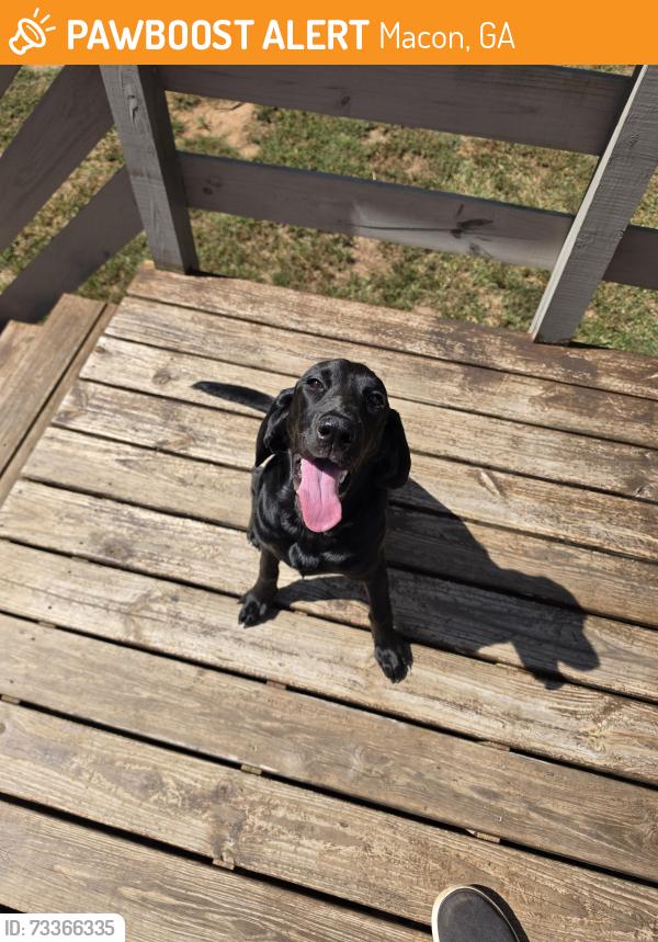 Found/Stray Female Dog last seen Highway 247/Sardis Church, Macon, GA 31216