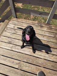 Found/Stray Female Dog last seen Highway 247/Sardis Church, Macon, GA 31216