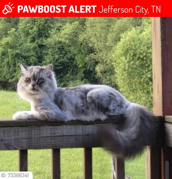 Lost Male Cat last seen Cotter Rd and Dumpling Valley Jefferson City, Jefferson City, TN 37760
