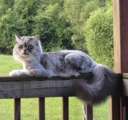 Lost Male Cat last seen Cotter Rd and Dumpling Valley Jefferson City, Jefferson City, TN 37760