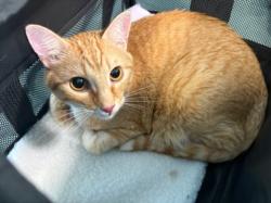 Shelter Stray Male Cat last seen , West Valley Animal Shelter, 20655 Plummer St, Chatsworth, CA 91311, USA