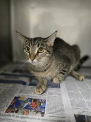 Shelter Stray Female Cat last seen , West Valley Animal Shelter, 20655 Plummer St, Chatsworth, CA 91311, USA
