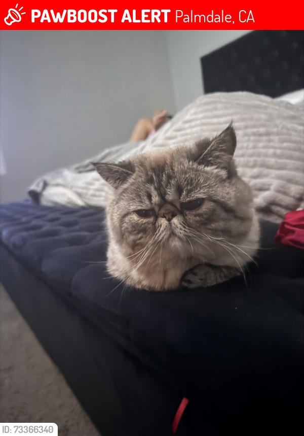 Lost Male Cat last seen Dedham Palmdale, Palmdale, CA 93552