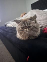 Lost Male Cat last seen Dedham Palmdale, Palmdale, CA 93552