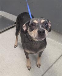 Shelter Stray Female Dog last seen Near BLOCK OX BOTTOM RD, TALLAHASSEE FL 32312, 1125 Easterwood Dr, Tallahassee, FL 32311, USA