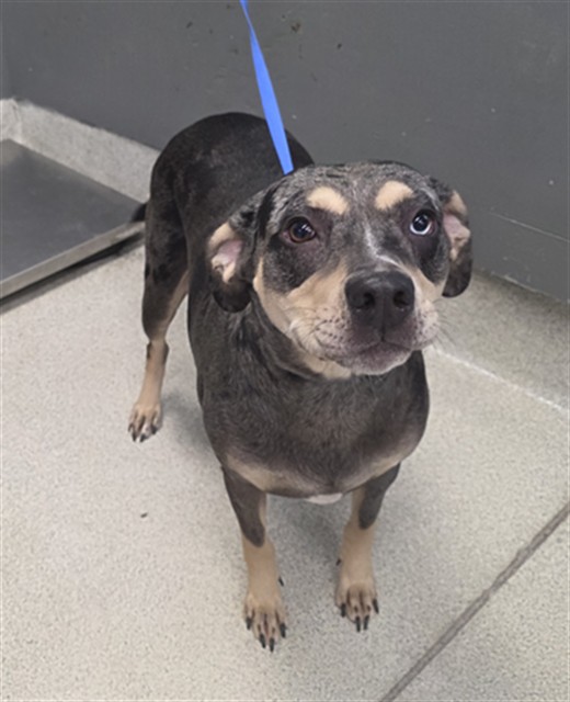 Shelter Stray Female Dog last seen Near BLOCK OX BOTTOM RD, TALLAHASSEE FL 32312, 1125 Easterwood Dr, Tallahassee, FL 32311, USA