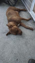 Lost Female Dog last seen Kelly Young road, Effingham, SC 29541