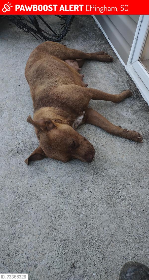 Lost Female Dog last seen Kelly Young road, Effingham, SC 29541