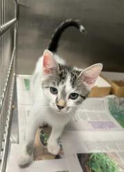 Shelter Stray Male Cat last seen CHARLOTTE, 8315 Byrum Dr, Charlotte, NC 28217, USA
